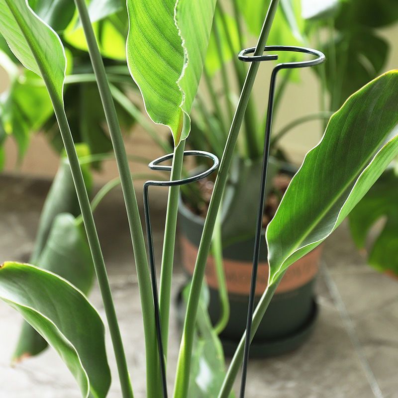 Anillo de estaca de soporte pa - Florist Supp reseña y precio