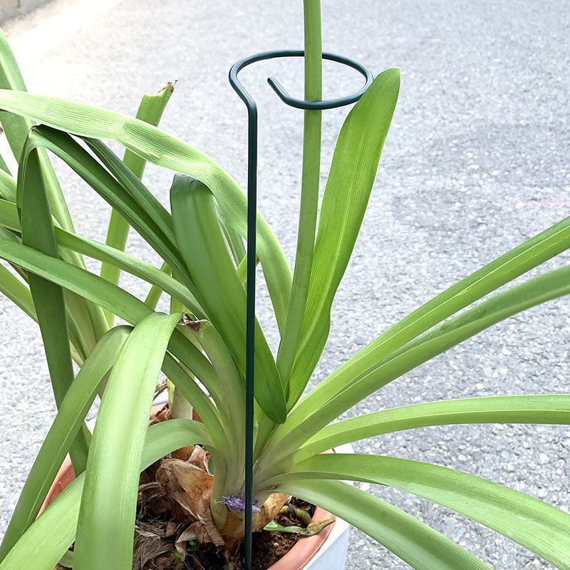 Soporte de arbustos para plant - Florist Supp reseña y precio