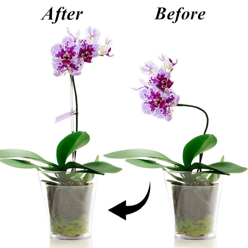 Estaca de Soporte Transparente - Florist Supp reseña y precio